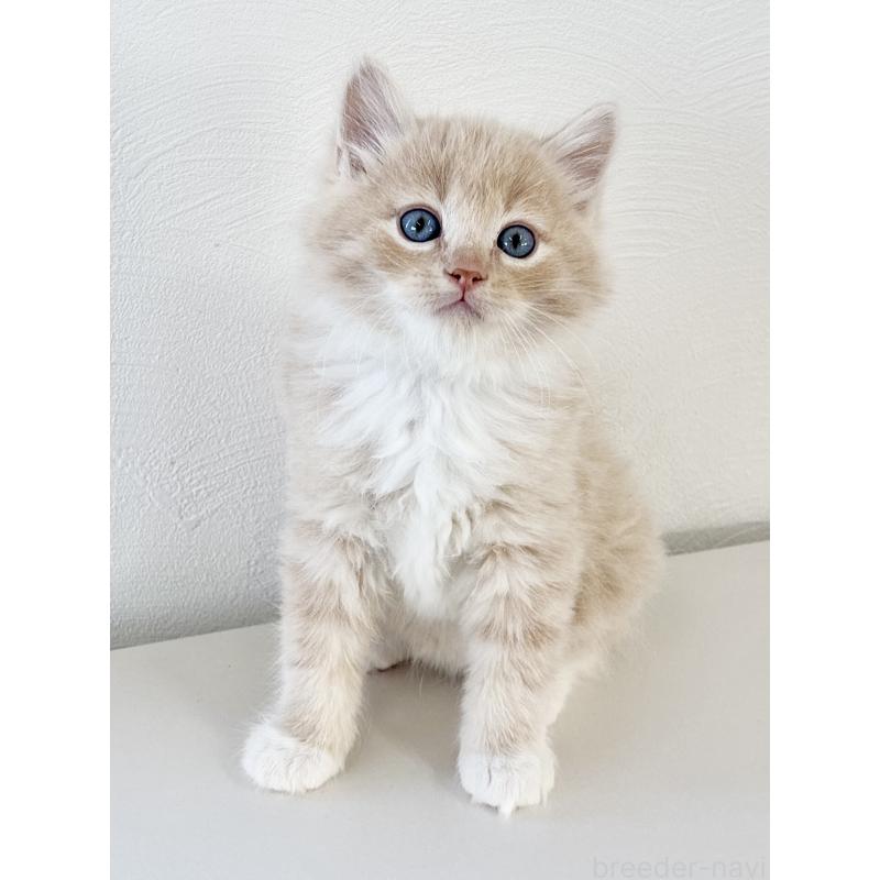 販売中の埼玉県のサイベリアン-140187の3枚目