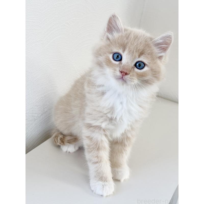 販売中の埼玉県のサイベリアン-140187の2枚目