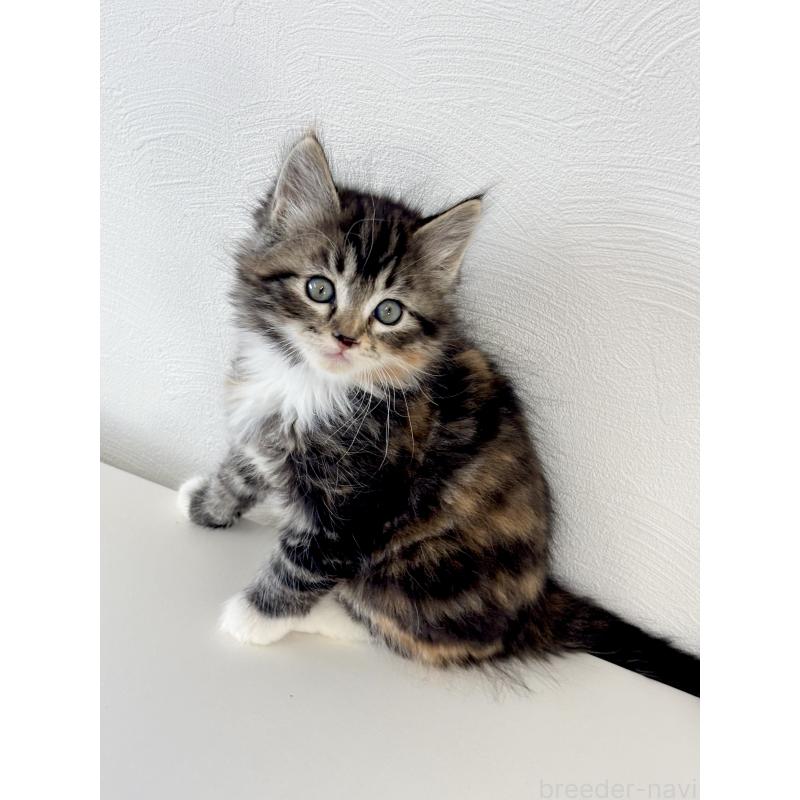 販売中の埼玉県のサイベリアン-140189の11枚目