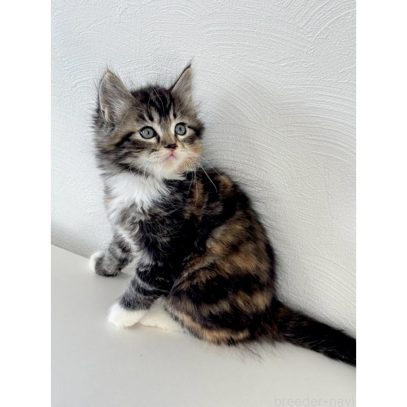 販売中の埼玉県のサイベリアン-140189の10枚目