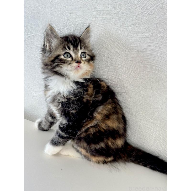 販売中の埼玉県のサイベリアン-140189の9枚目