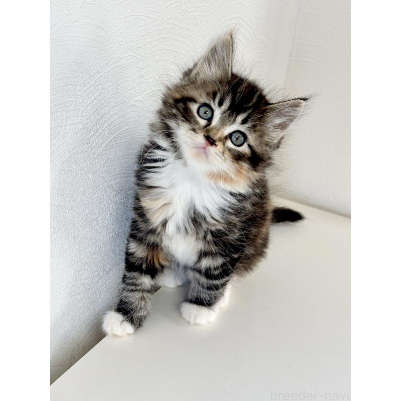 販売中の埼玉県のサイベリアン-140189の8枚目