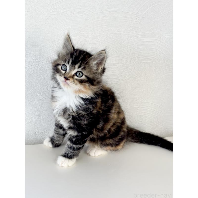 販売中の埼玉県のサイベリアン-140189の7枚目