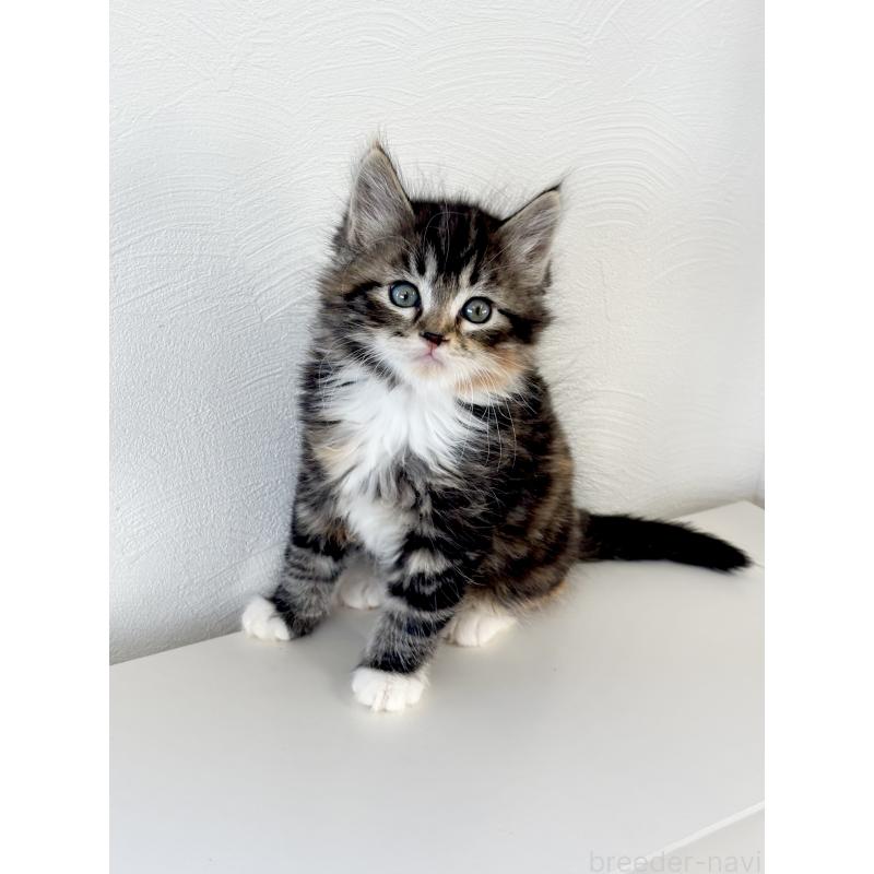 販売中の埼玉県のサイベリアン-140189の6枚目