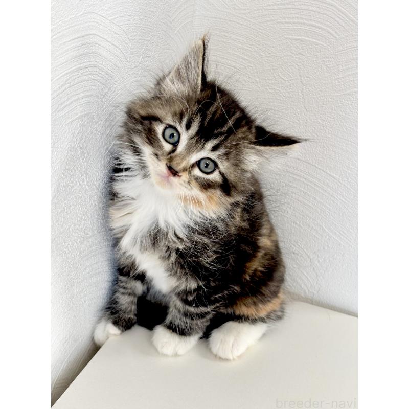 販売中の埼玉県のサイベリアン-140189の5枚目