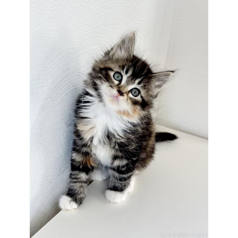 販売中の埼玉県のサイベリアン-140189の4枚目