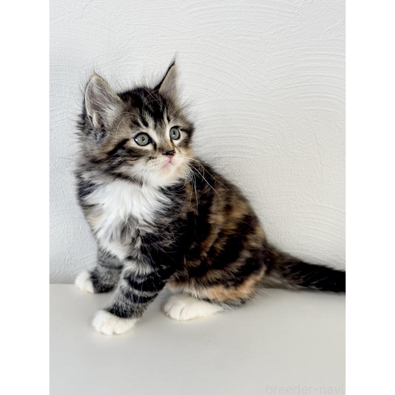 販売中の埼玉県のサイベリアン-140189の3枚目