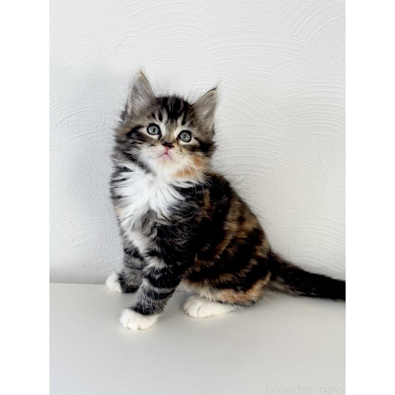 販売中の埼玉県のサイベリアン-140189の2枚目