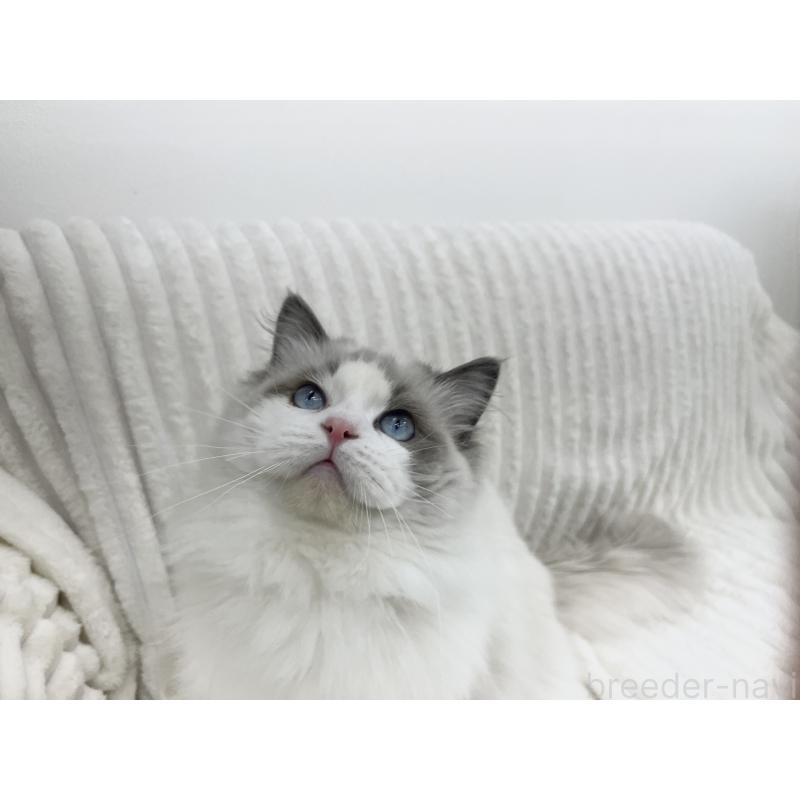 成約済の東京都のラグドール-140190の5枚目