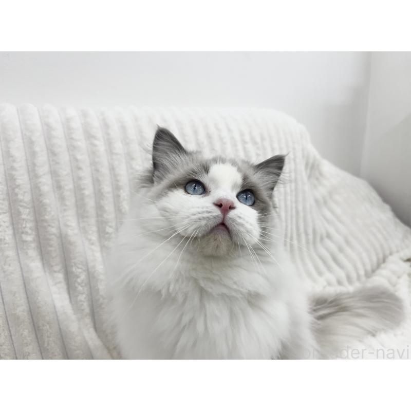 成約済の東京都のラグドール-140190の4枚目