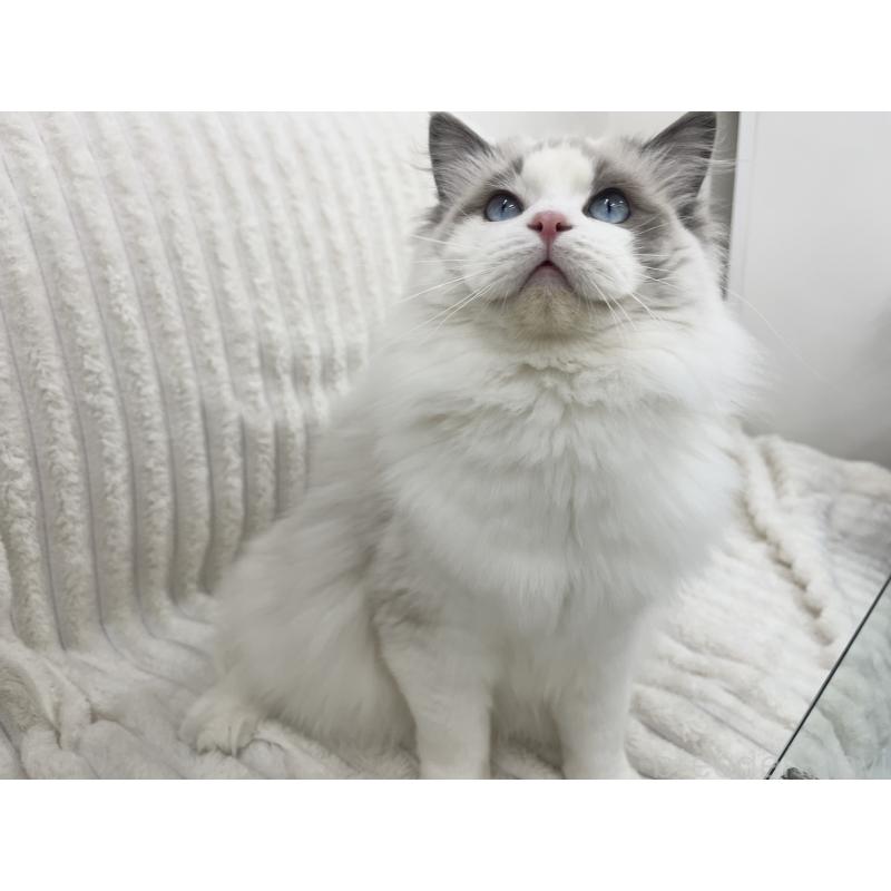 成約済の東京都のラグドール-140190の3枚目