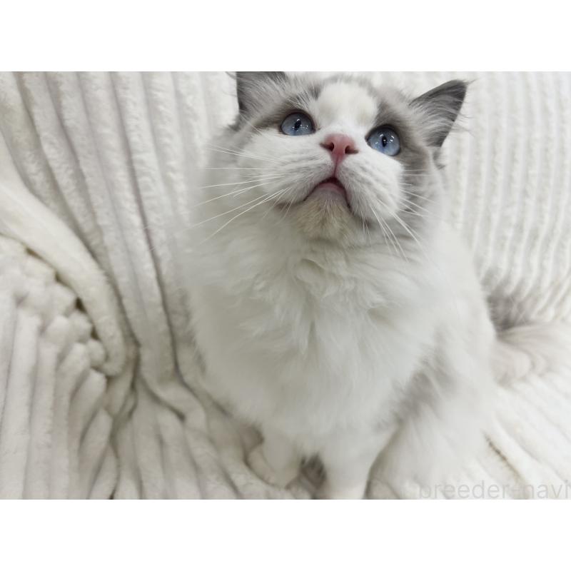 成約済の東京都のラグドール-140190の2枚目