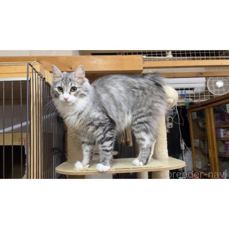 サーナちゃん1枚目