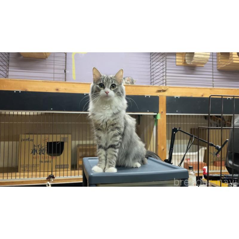 サーナちゃん1枚目