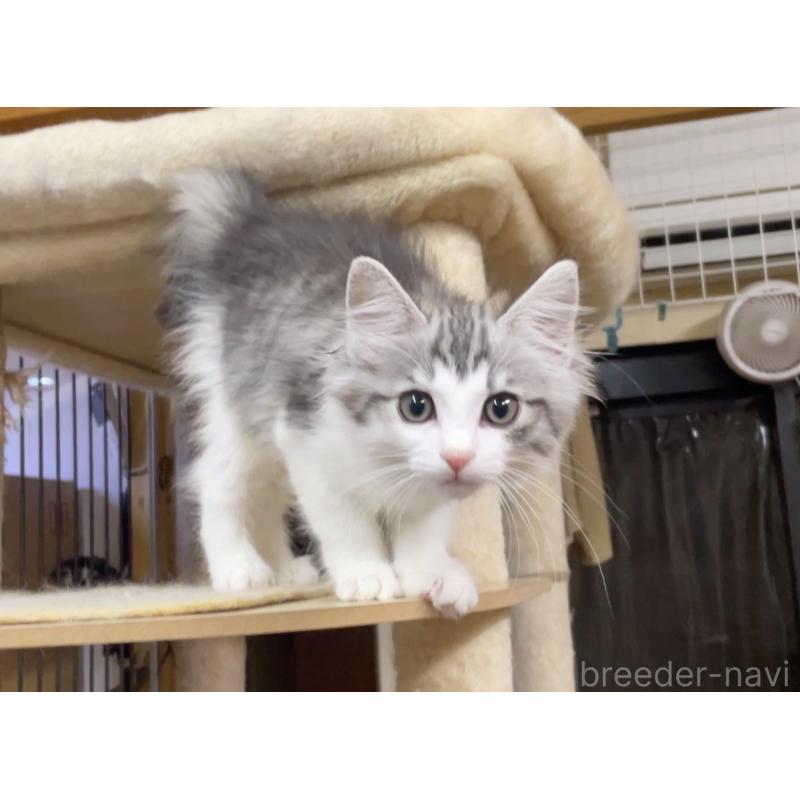 販売中の京都府のノルウェージャンフォレストキャット-140192の4枚目