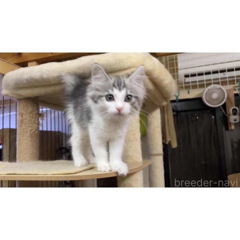 販売中の京都府のノルウェージャンフォレストキャット-140192の3枚目