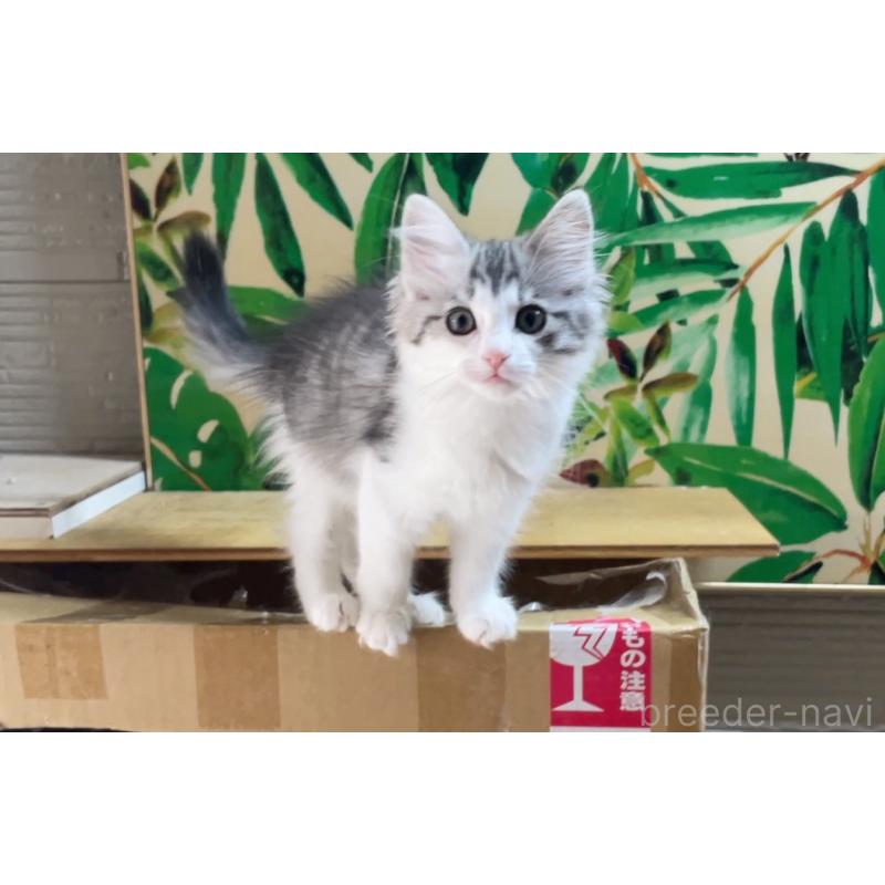 販売中の京都府のノルウェージャンフォレストキャット-140192の2枚目