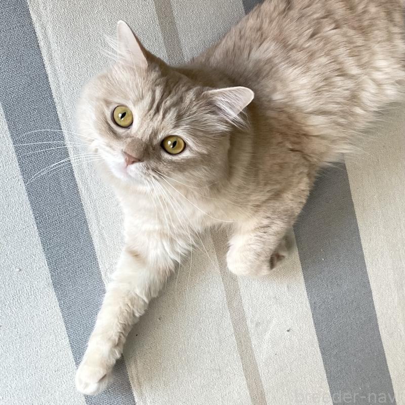 販売中の愛知県のマンチカン-135796