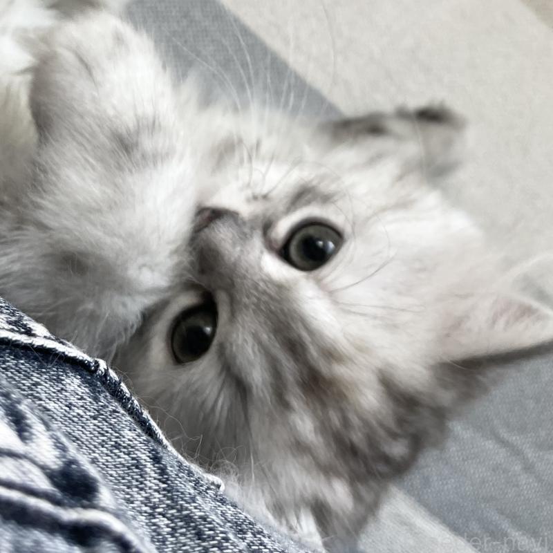 販売中の愛知県のミヌエット-136423