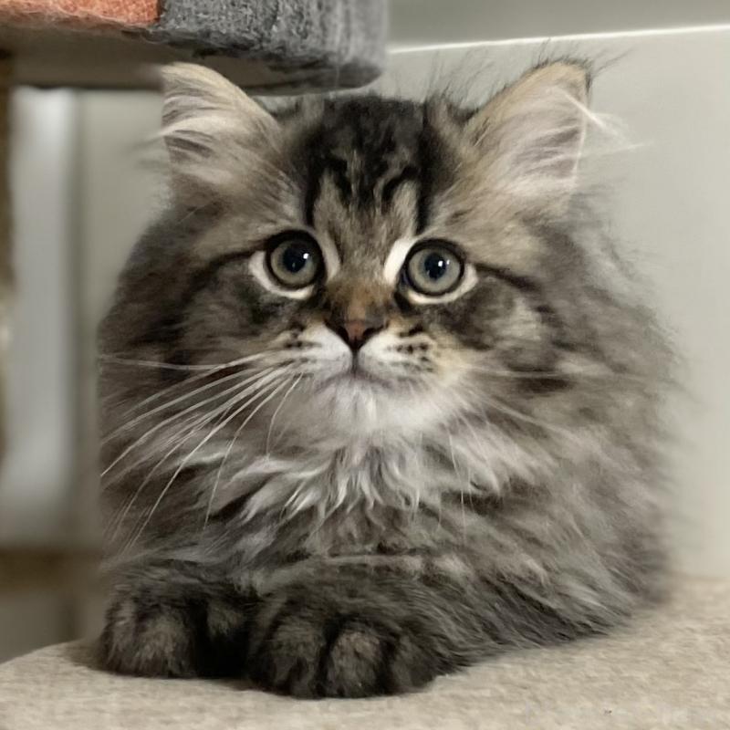 販売中の愛知県のミヌエット-136427