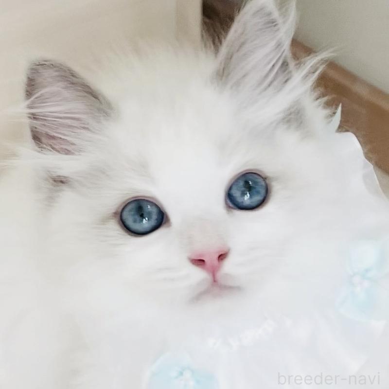 販売中の福島県のラグドール-136989