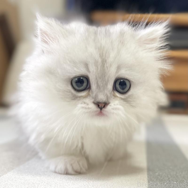 販売中の愛知県のミヌエット(短足)-138519