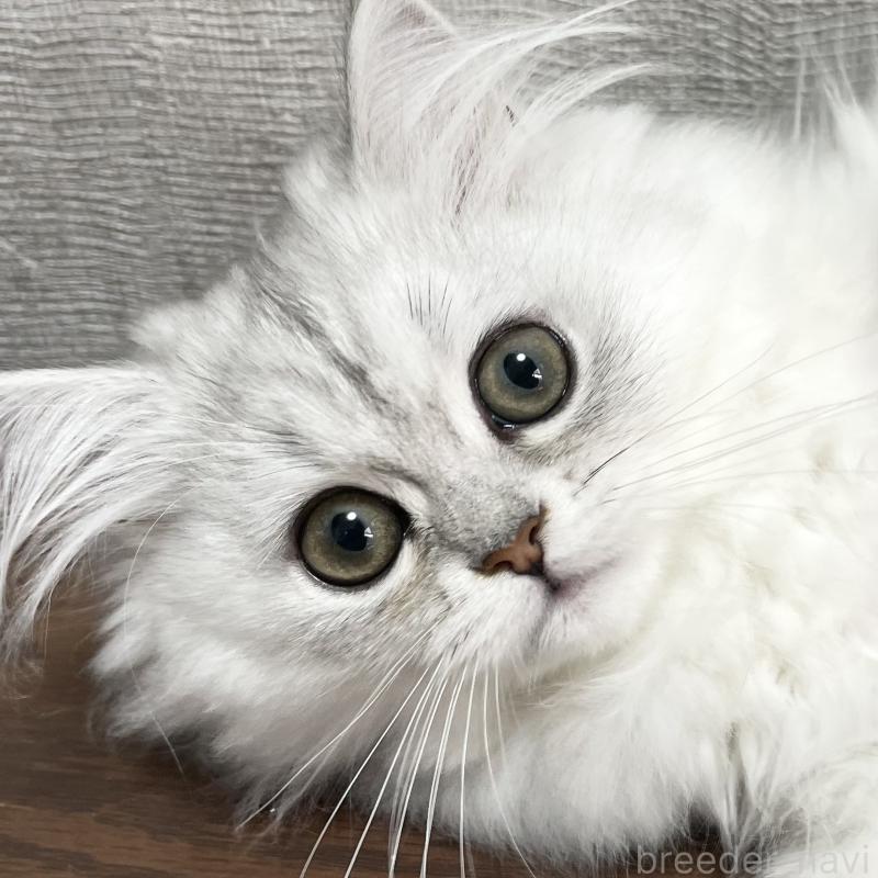 販売中の愛知県のミヌエット-134739