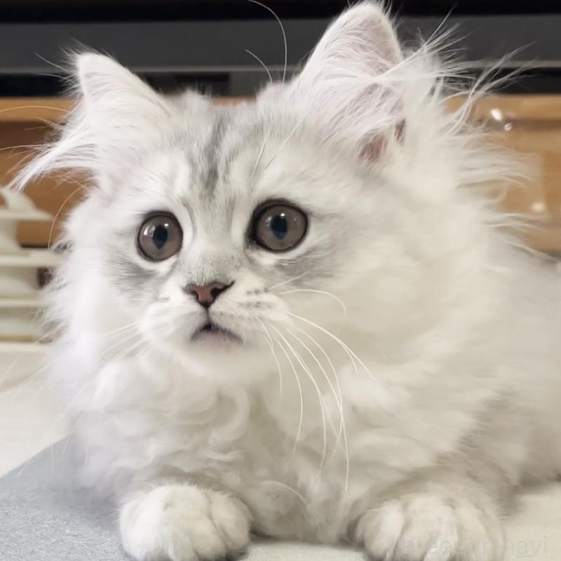 販売中の愛知県のミヌエット-134741