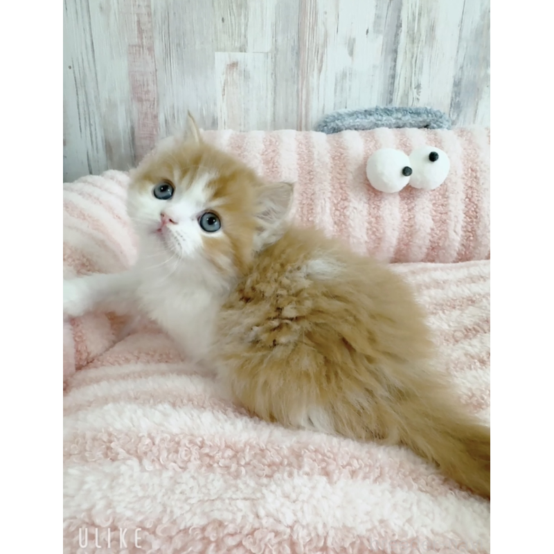 販売中の愛知県のエキゾチックロングヘア-140196の5枚目