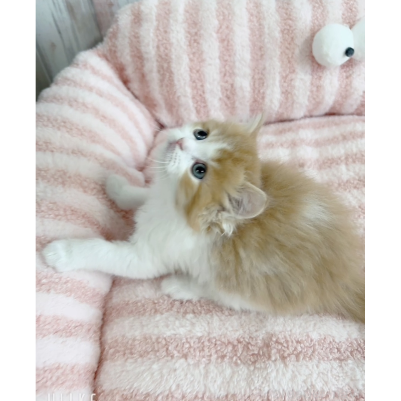 販売中の愛知県のエキゾチックロングヘア-140196の4枚目