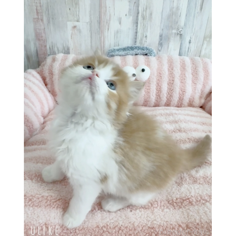 販売中の愛知県のエキゾチックロングヘア-140196の3枚目