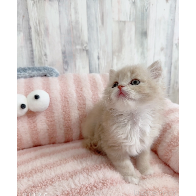 販売中の愛知県のエキゾチックロングヘア-140197の6枚目