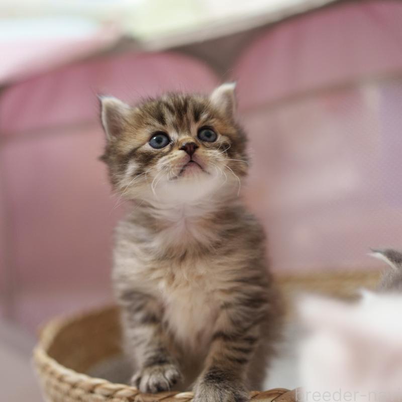 販売中の大阪府のサイベリアン-139685