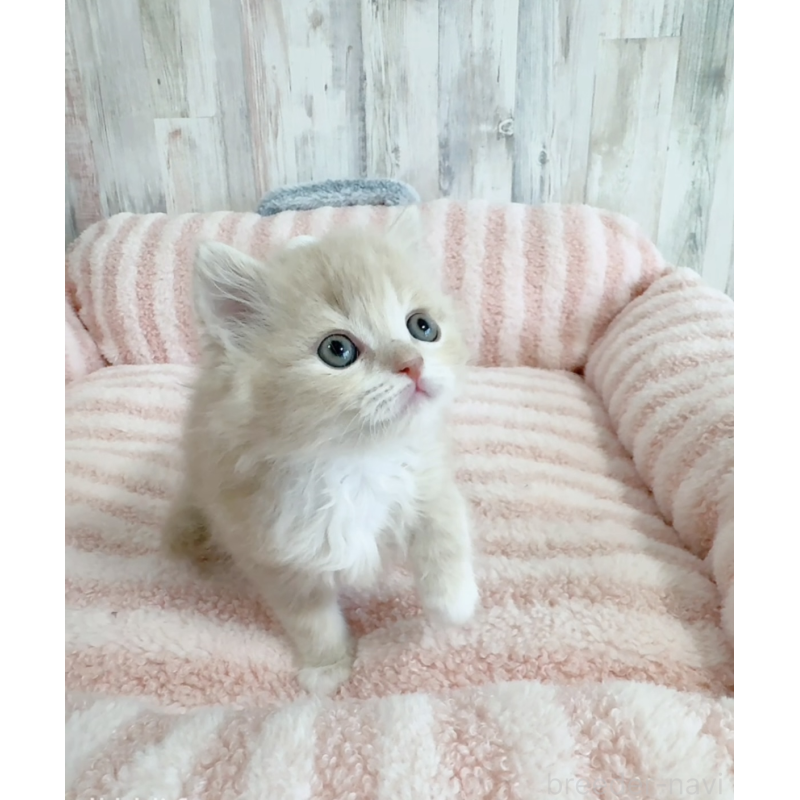 販売中の愛知県のエキゾチックロングヘア-140197の5枚目