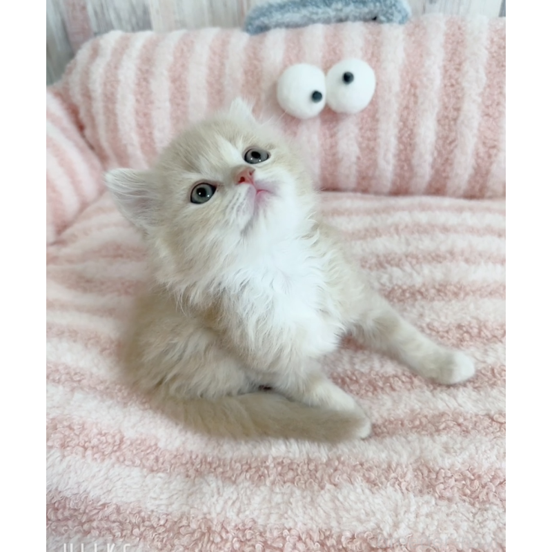 販売中の愛知県のエキゾチックロングヘア-140197の4枚目