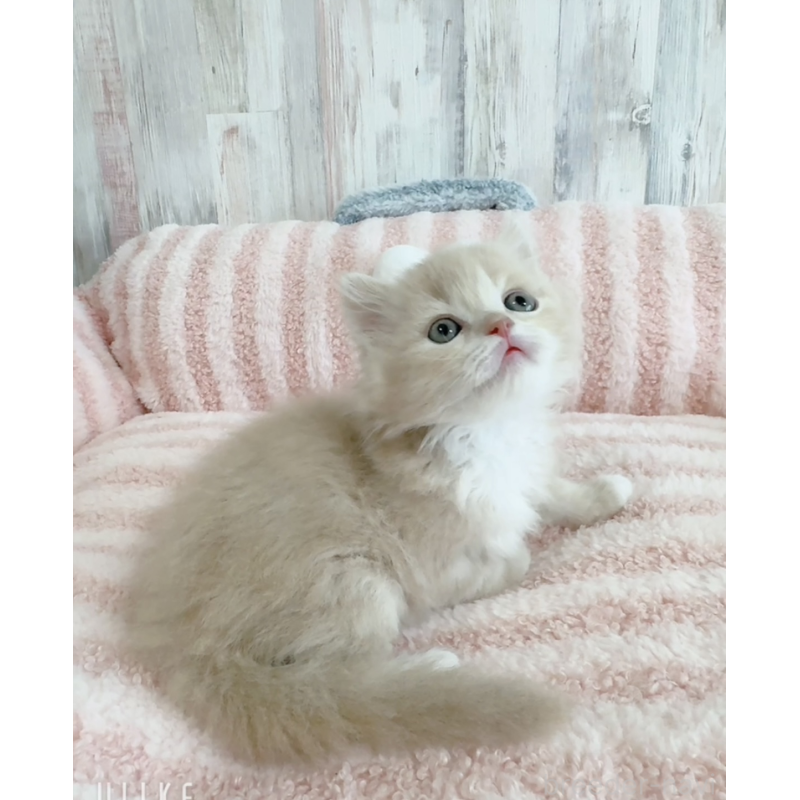 販売中の愛知県のエキゾチックロングヘア-140197の3枚目