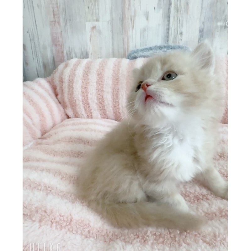 販売中の愛知県のエキゾチックロングヘア-140197の2枚目