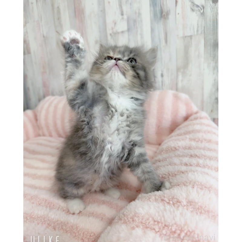 販売中の愛知県のエキゾチックロングヘア-140198の6枚目