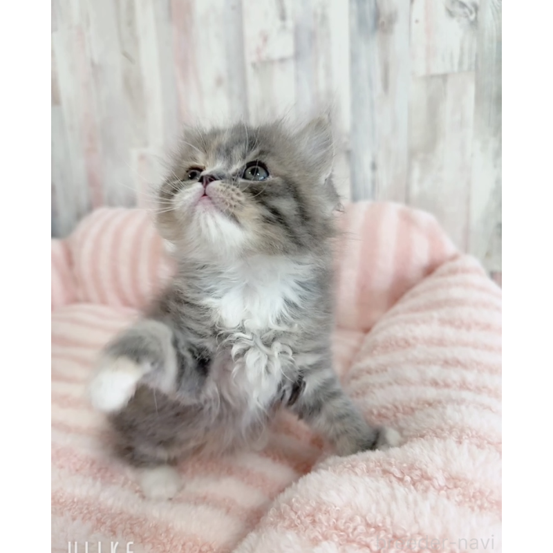 販売中の愛知県のエキゾチックロングヘア-140198の5枚目