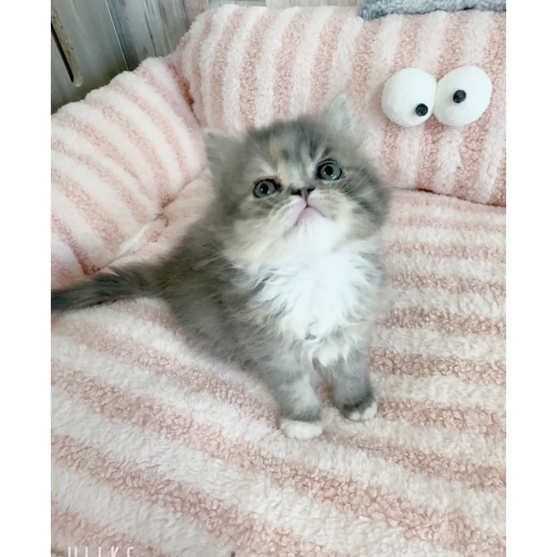 販売中の愛知県のエキゾチックロングヘア-140198の4枚目