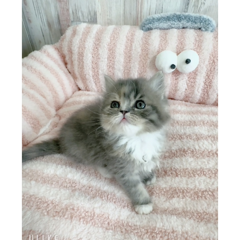 販売中の愛知県のエキゾチックロングヘア-140198の3枚目