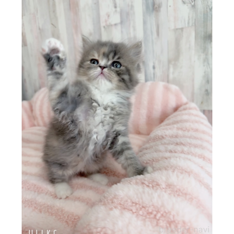 販売中の愛知県のエキゾチックロングヘア-140198の2枚目