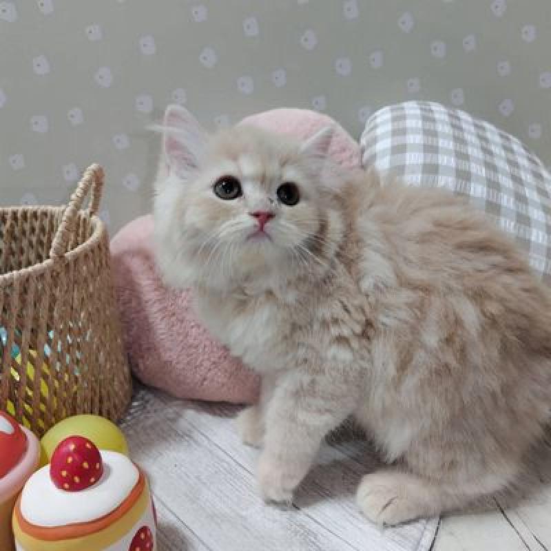 販売中の北海道のスコティッシュフォールド-137774