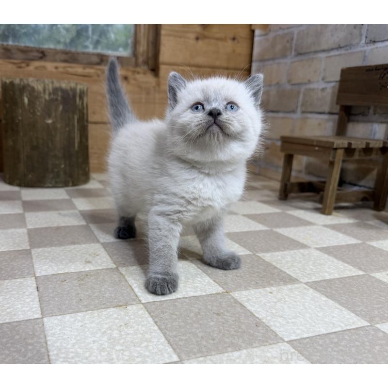 販売中の福岡県のブリティッシュショートヘア-140202の5枚目