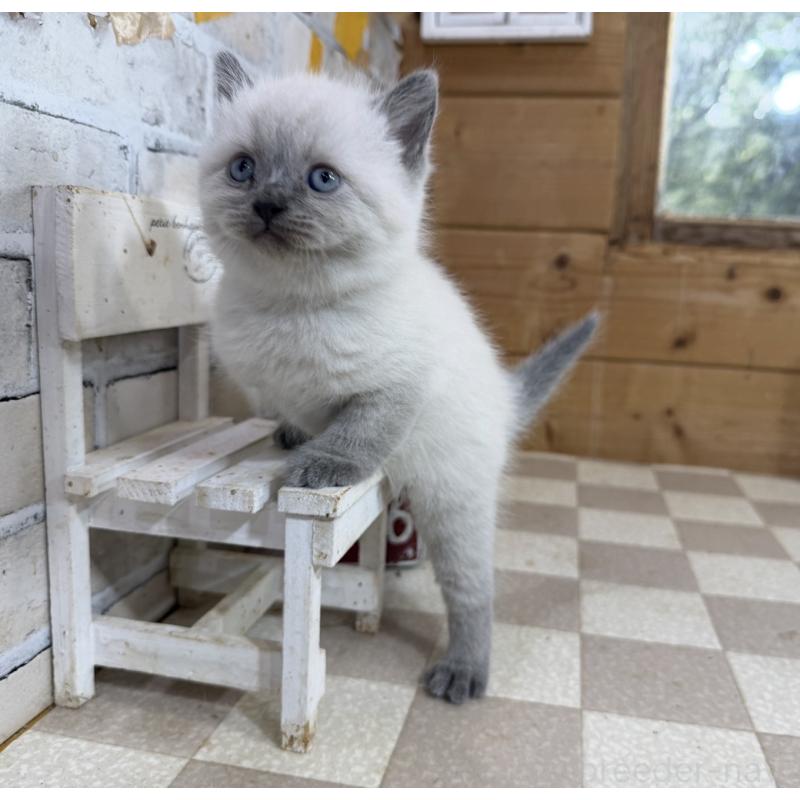 販売中の福岡県のブリティッシュショートヘア-140202の4枚目