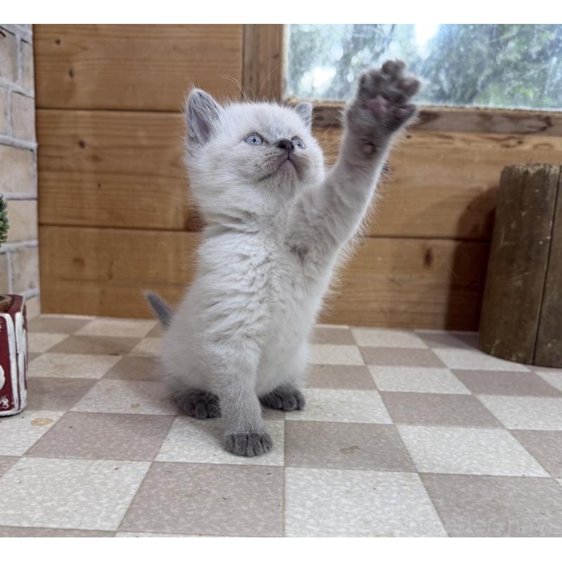 販売中の福岡県のブリティッシュショートヘア-140202の3枚目