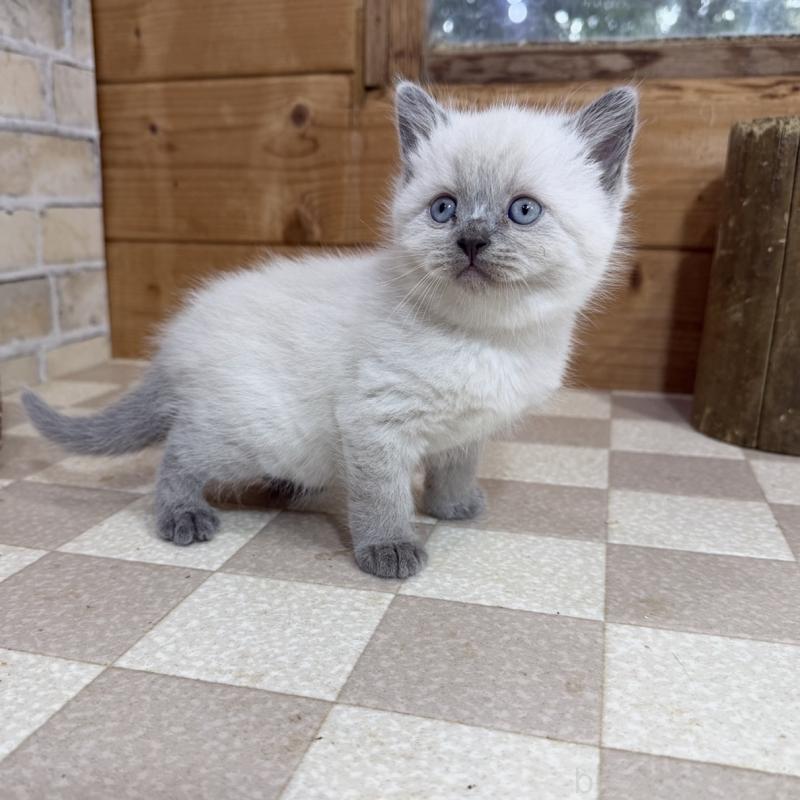 販売中の福岡県のブリティッシュショートヘア-140202の2枚目