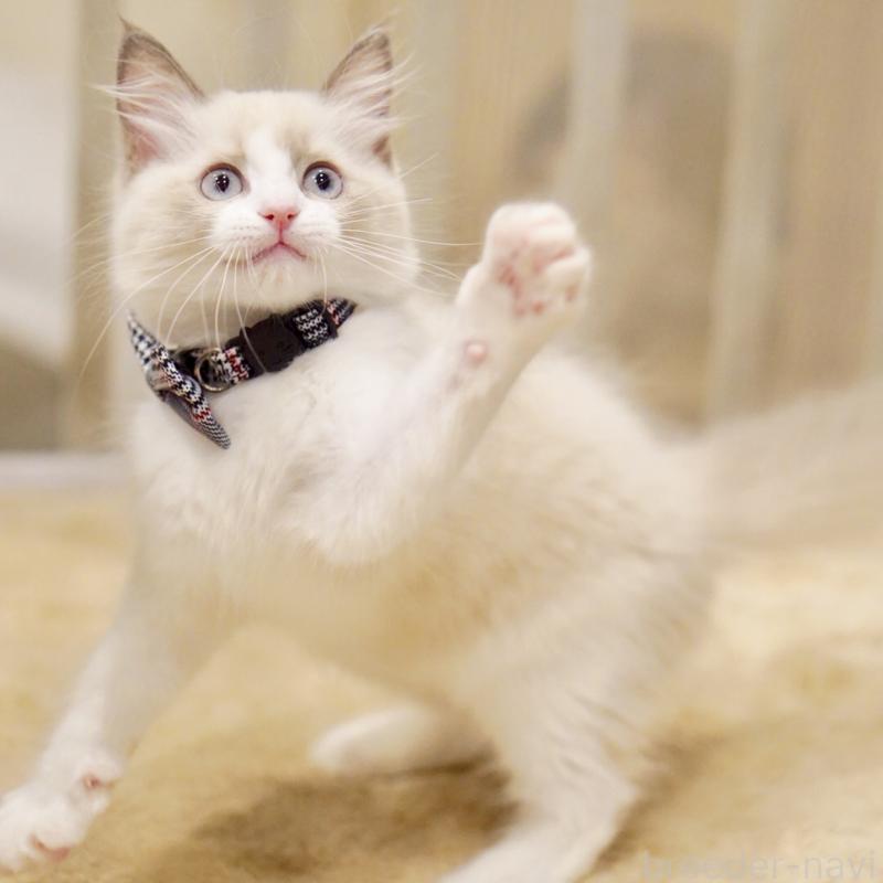 販売中の東京都のラグドール-136550