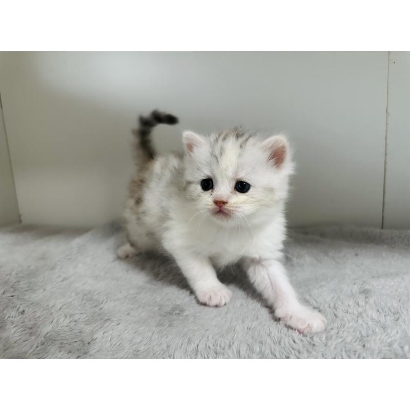 販売中の千葉県のミヌエット-140204の6枚目