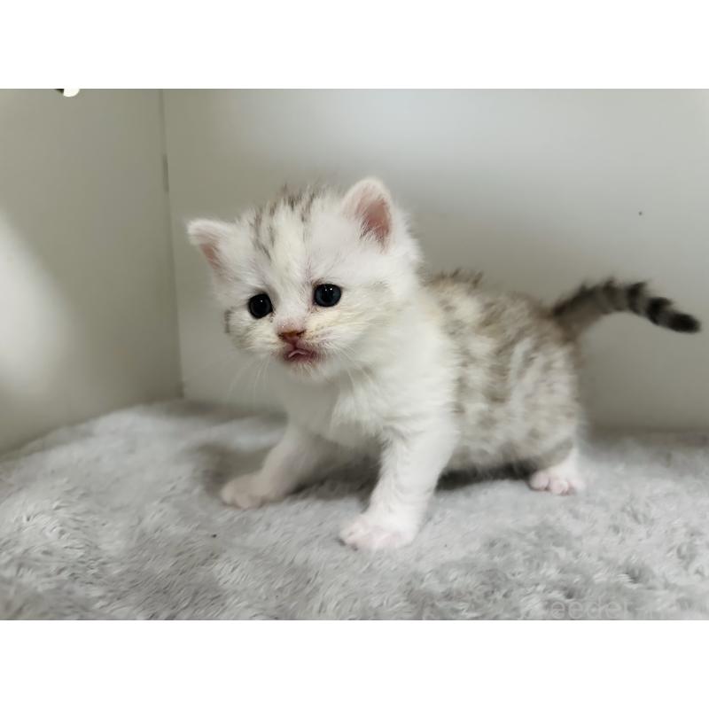 販売中の千葉県のミヌエット-140204の5枚目